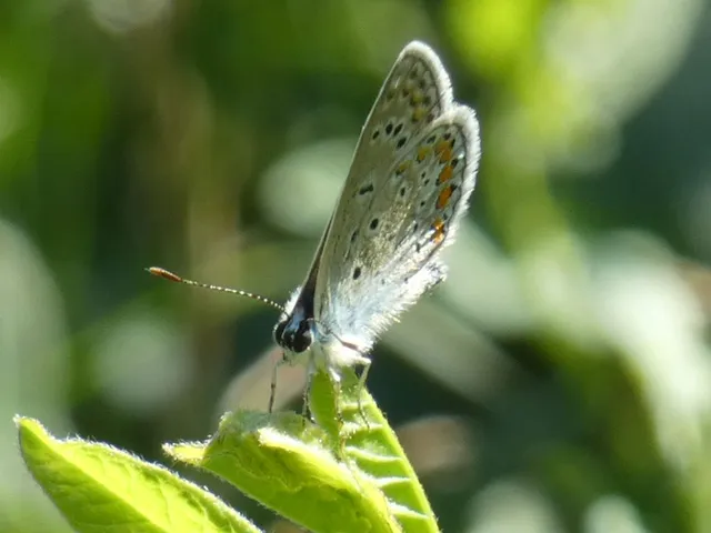 Polyommatus icarus - közönséges boglárka