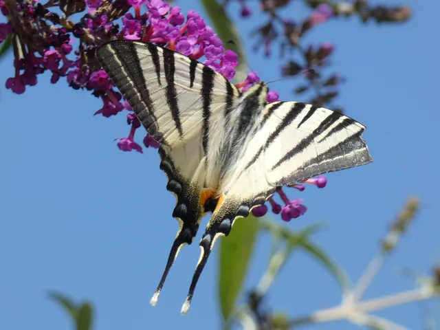 Iphiclides podalirius - kardoslepke