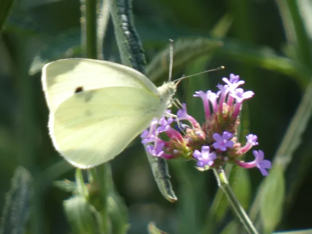 Pieris rapae - répalepke