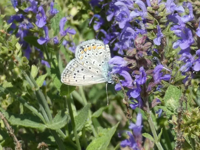 Polyommatus icarus - közönséges boglárka