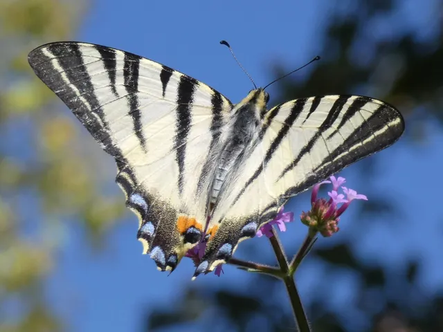 Iphiclides podalirius - kardoslepke