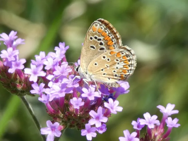 Aricia agestis - szerecsenboglárka