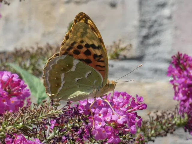 Argynnis pandora - zöldes gyöngyházlepke