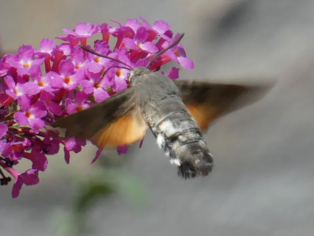 Macroglossum stellatarum - kacsafarkú szender