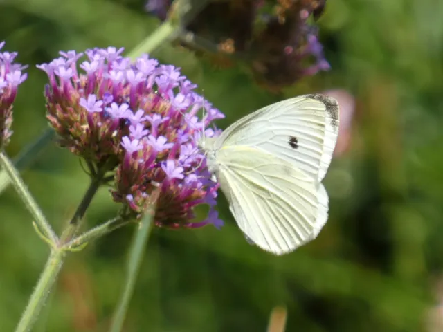Pieris rapae - répalepke
