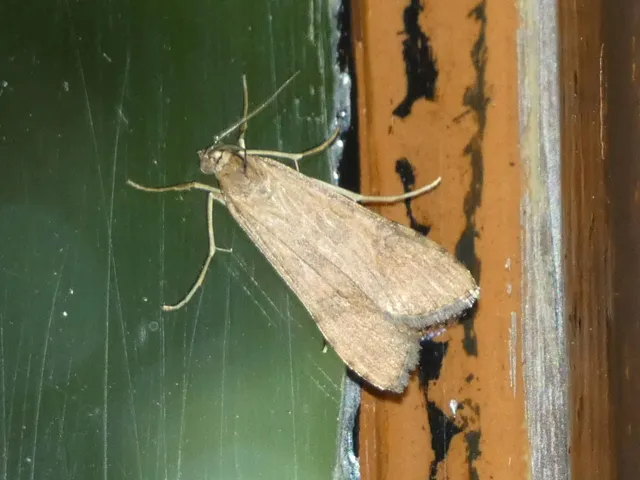 Nomophila noctuella - közönséges vándormoly