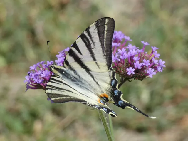 Iphiclides podalirius - kardoslepke