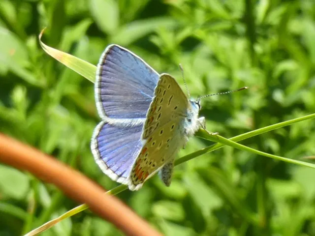 Polyommatus icarus - közönséges boglárka