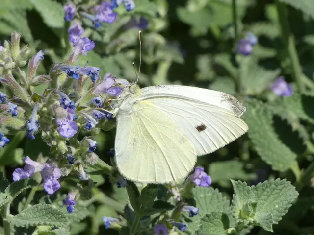 Pieris rapae - répalepke
