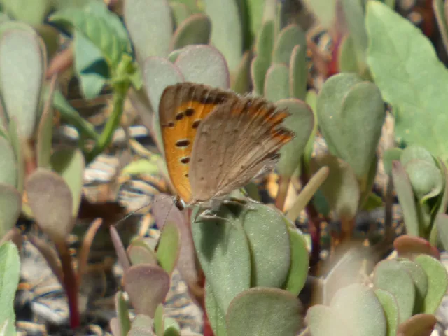 Lycaena phlaeas - közönséges tűzlepke