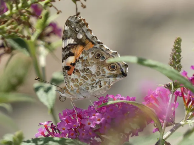 Vanessa cardui - bogáncslepke