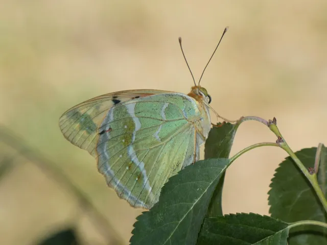 Argynnis pandora - zöldes gyöngyházlepke
