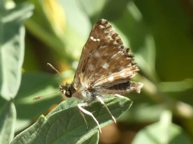 Carcharodus alceae - mályva-busalepke