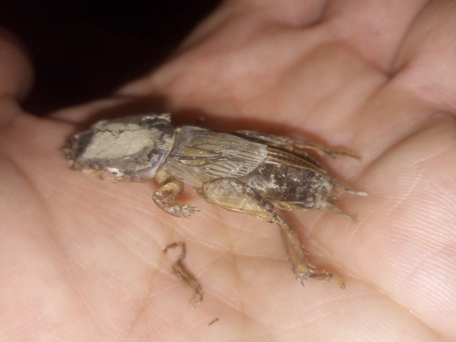 Gryllotalpa