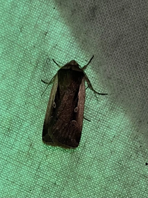 Ochropleura plecta - fehérszegélyű fűbagoly