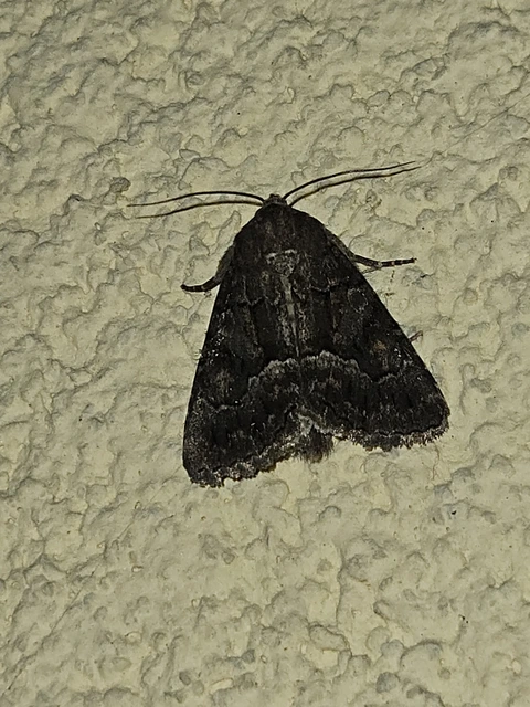 Thalpophila matura - fakó erdeibagoly