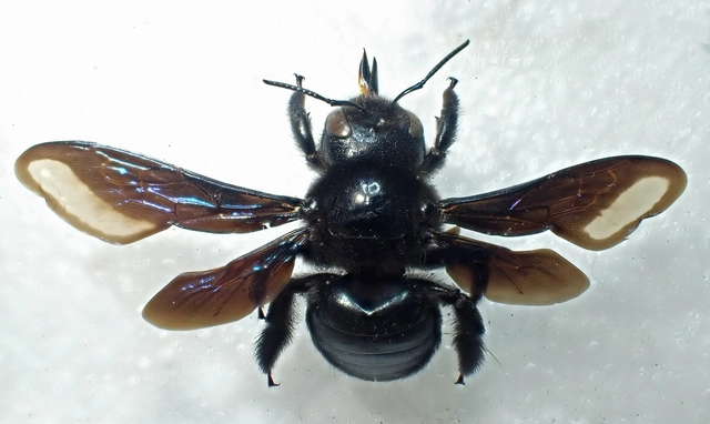 Xylocopa valga - gyakori fadongó