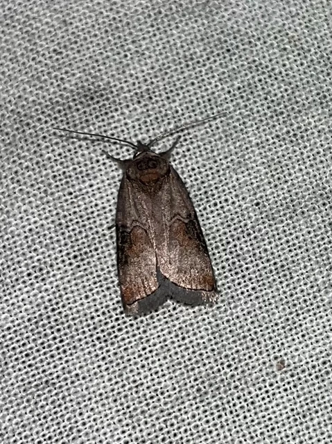 Nycteola asiatica - nyárfa-trapézbagoly