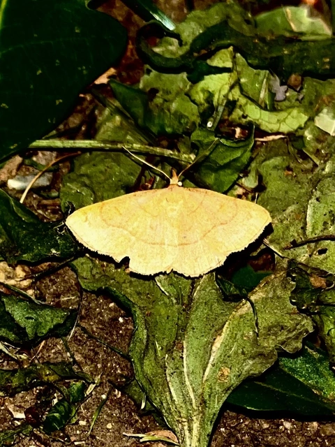 Paracolax tristalis - sárgás karcsúbagoly