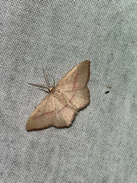 Rhodostrophia vibicaria - pirosszélű araszoló