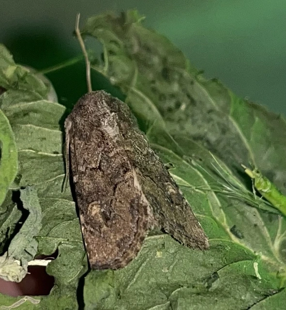 Luperina testacea - barnás szürkebagoly