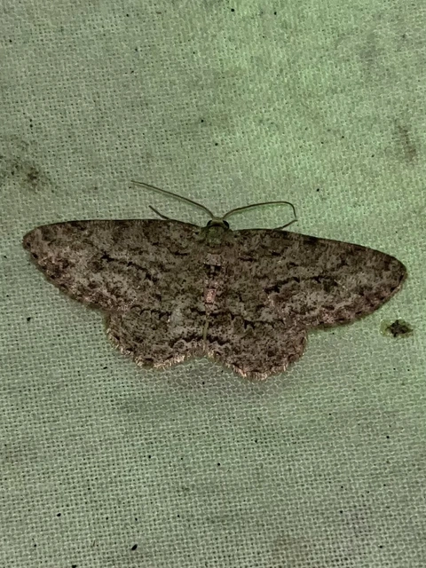 Ectropis crepuscularia - avararaszoló