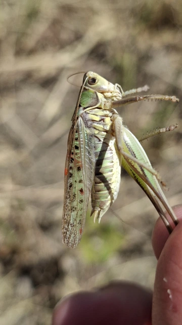 Gampsocleis glabra - tőrös szöcske