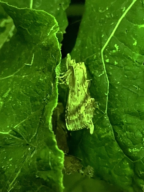 Pterostoma palpina - csőrös púposszövő