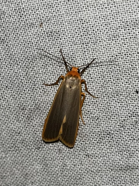 Eilema complana - közönséges zuzmószövő