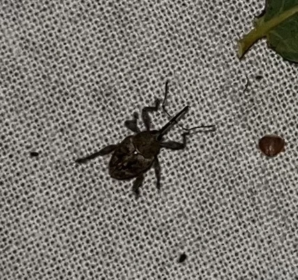 Curculio glandium - tölgymakkzsuzsóka