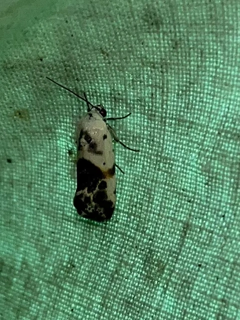 Ponometia candefacta - parlagfűbagoly