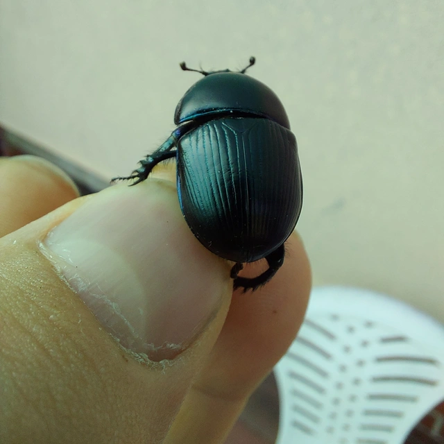 Geotrupes spiniger - közönséges álganéjtúró