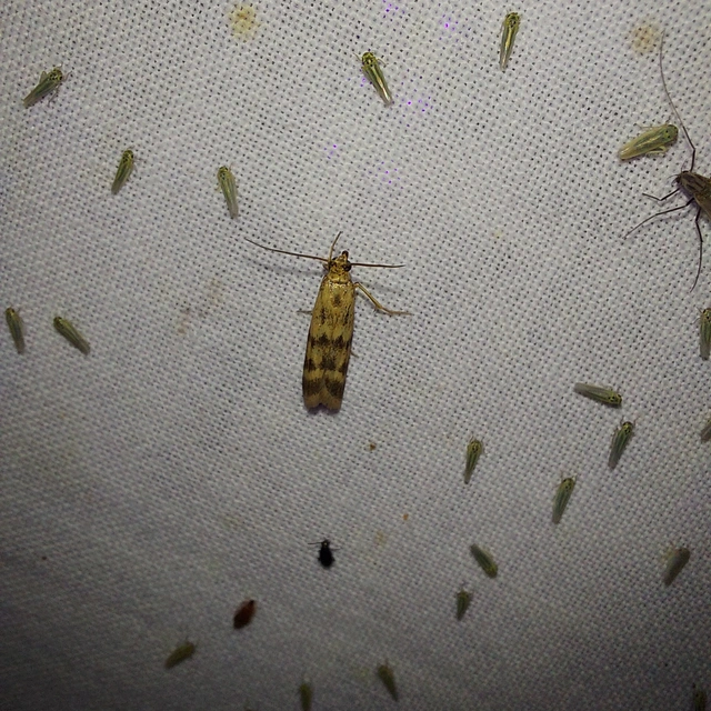 Homoeosoma sinuella - agyagsárga karcsúmoly