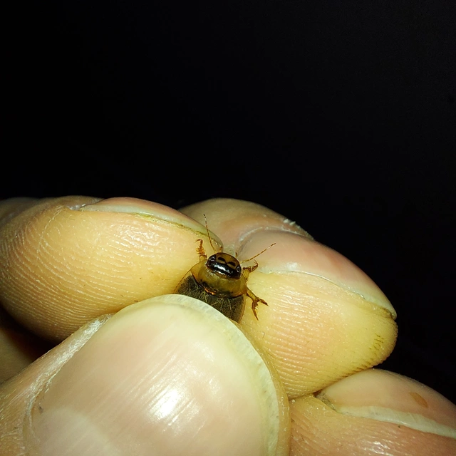 Rhantus