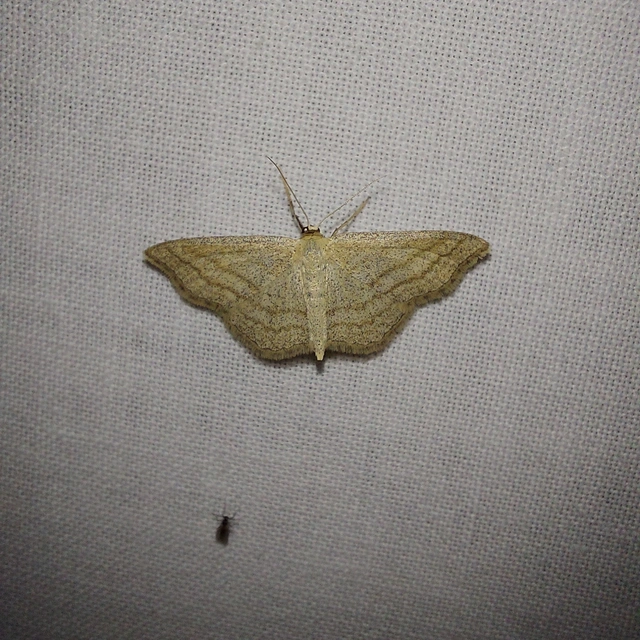 Scopula virgulata - vesszős sávosaraszoló