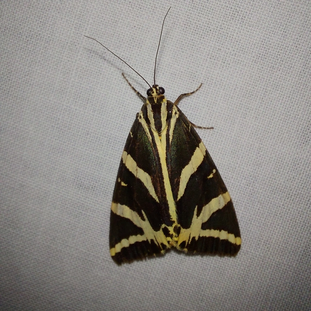 Euplagia quadripunctaria - csíkos medvelepke