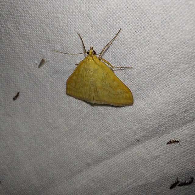 Sitochroa verticalis - világossárga dudvamoly