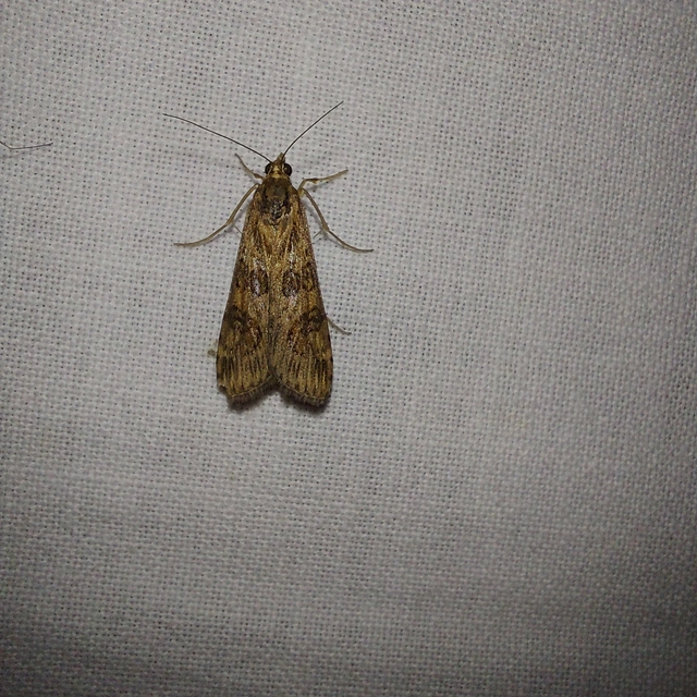 Nomophila noctuella - közönséges vándormoly