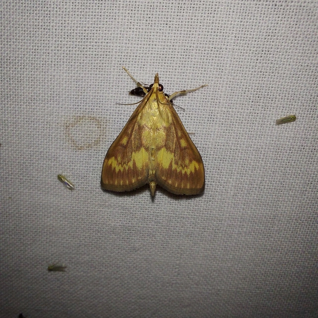 Ostrinia nubilalis - kukoricamoly