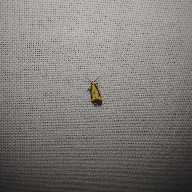 Brachmia dimidiella - citromkocsord-lápimoly