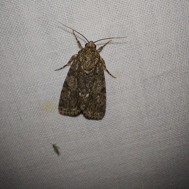 Acronicta rumicis - sóska-szigonyosbagoly