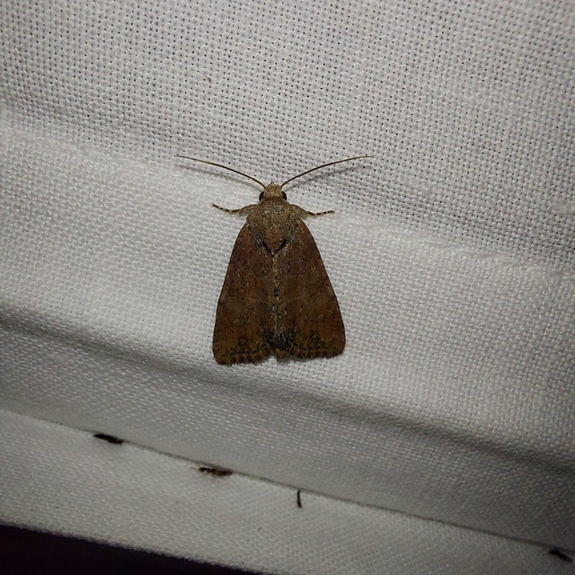 Mesoligia furuncula - kétszínű dudvabagoly