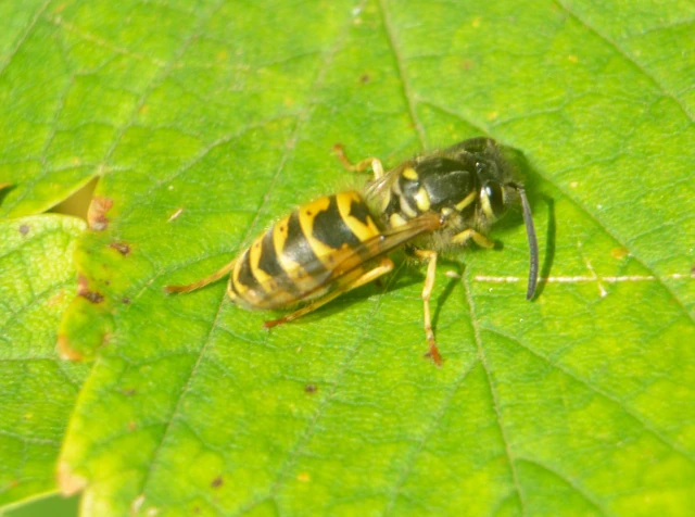 Vespula
