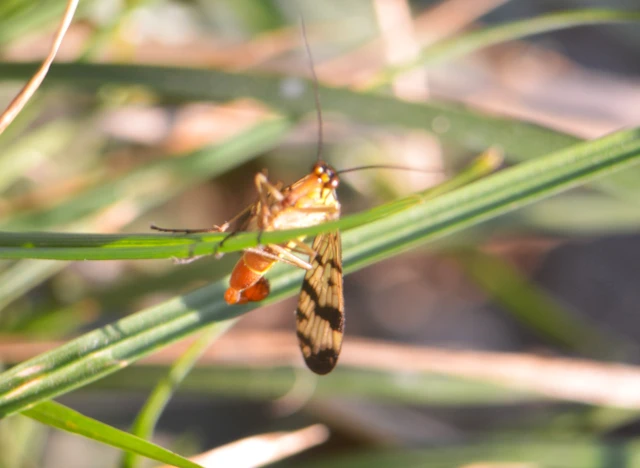 Panorpidae - skorpiólegyek