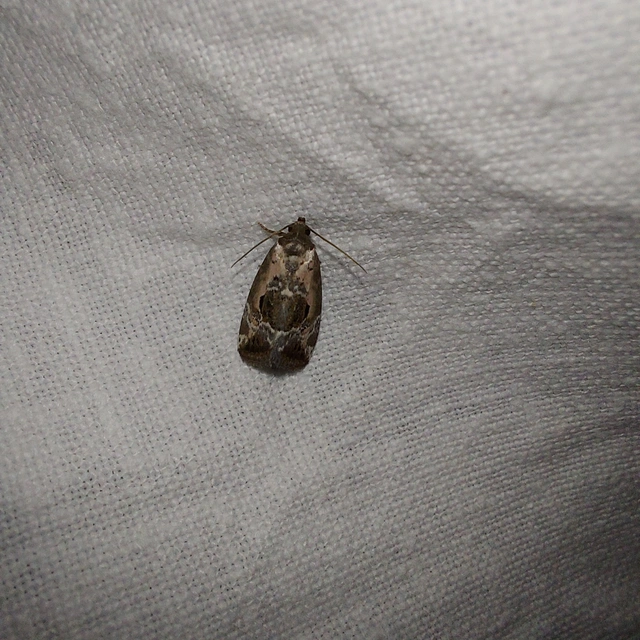 Hapalotis venustula - rózsaszínű mázasbagoly