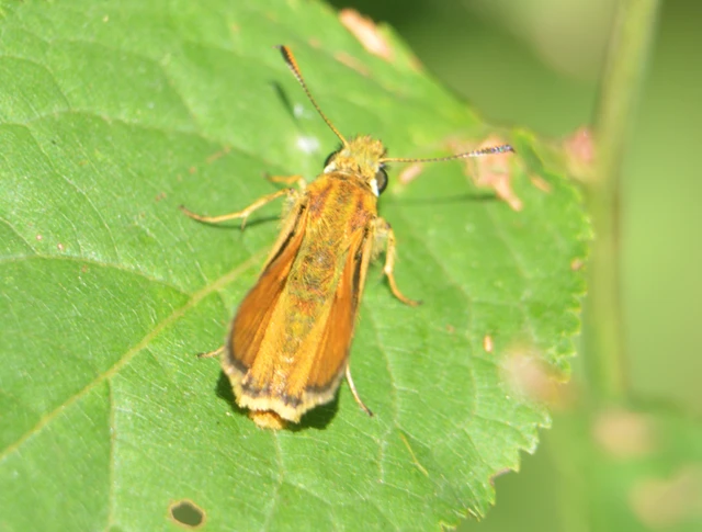 Ochlodes sylvanus - erdei busalepke