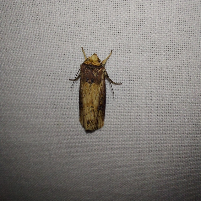 Axylia putris - vonalkás földibagoly
