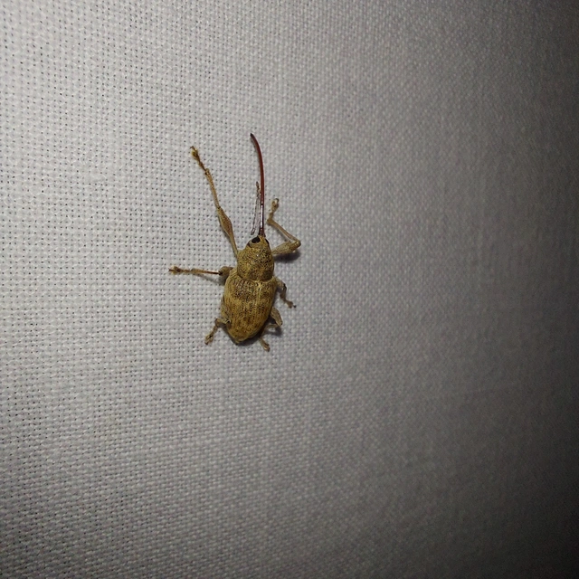 Curculio elephas - gesztenyezsuzsóka