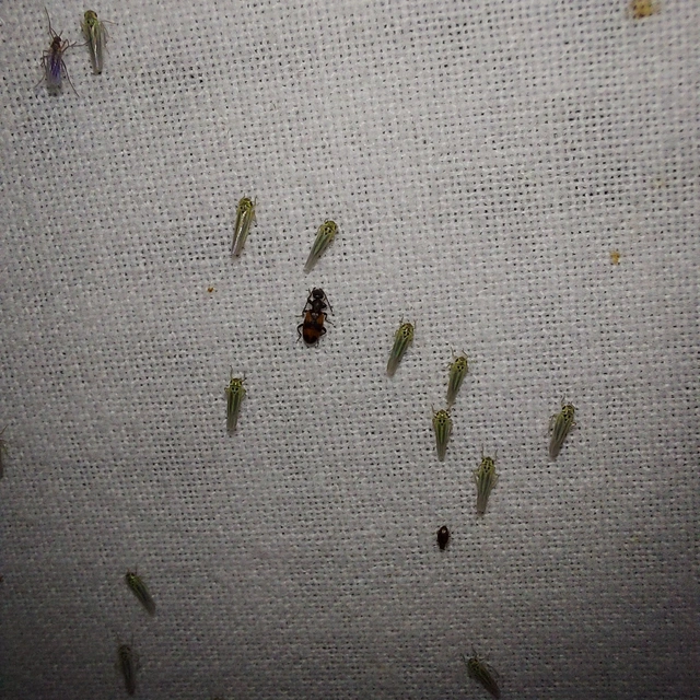 Anthicus antherinus - közönséges fürgebogár