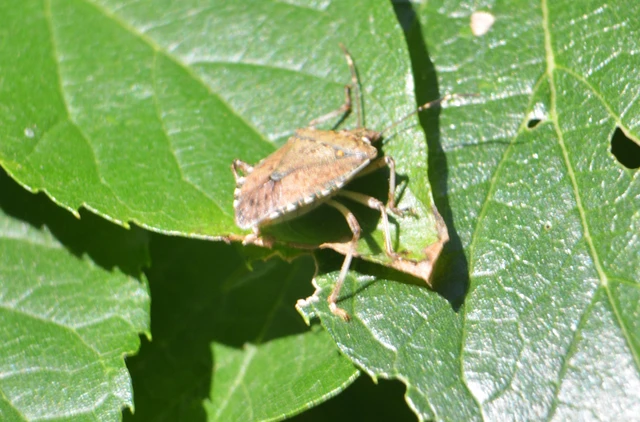 Halyomorpha halys - ázsiai márványospoloska